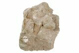 Otodus Shark Tooth Fossil in Rock - Eocene #215641-1
